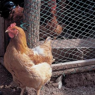 Chicken/Rabbit Wire 600 x 25 x 0.8 (10M R)