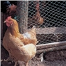 Chicken/Rabbit Wire 600x13 x 0.7 10M Roll